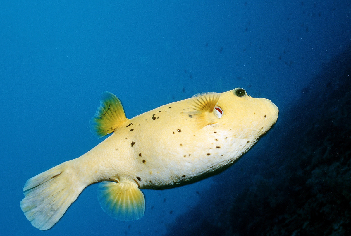 蟾鱼目(其他生物相关)