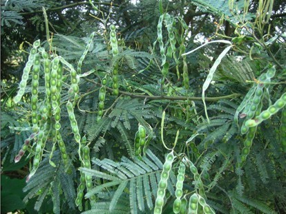 荆树植物