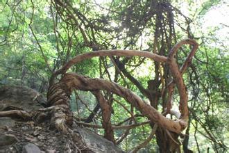 蛇藤(植物)_技点科普_技点网(植物)