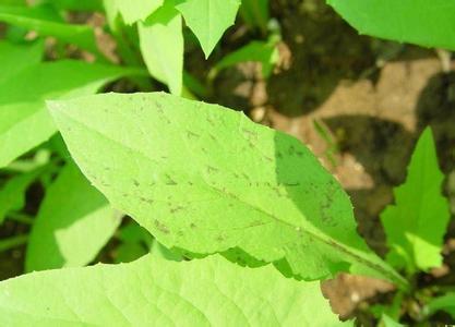 苦苣菜柄鏽菌 (其他生物相關)