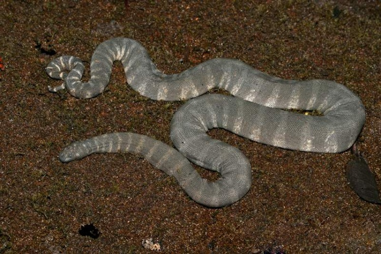 黑斑水蛇资料图片