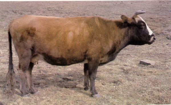 哈萨克白头牛动物