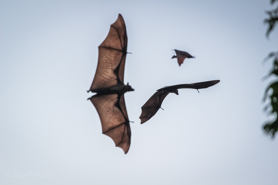 蝙(汉字)蝙蝠,蝙蝠侠,蝙蚁,蝙翼,泛指所有属于翼手目的许多种哺乳动物
