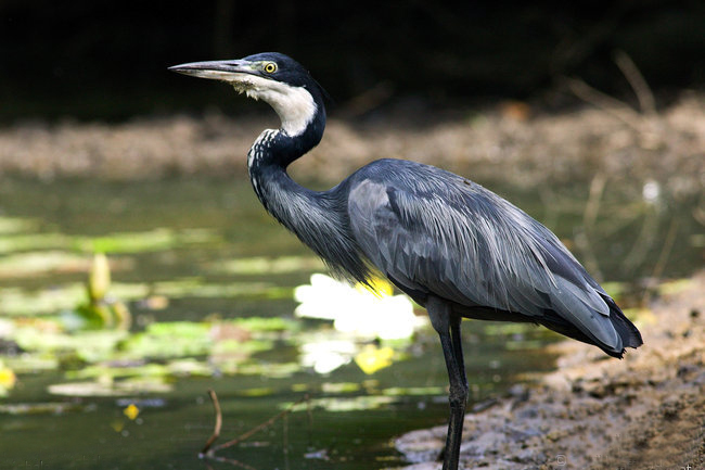 黑头鹭(动物)黑头鹭是大型涉禽,身长85~92 cm,翼展150cm,体重1200g.