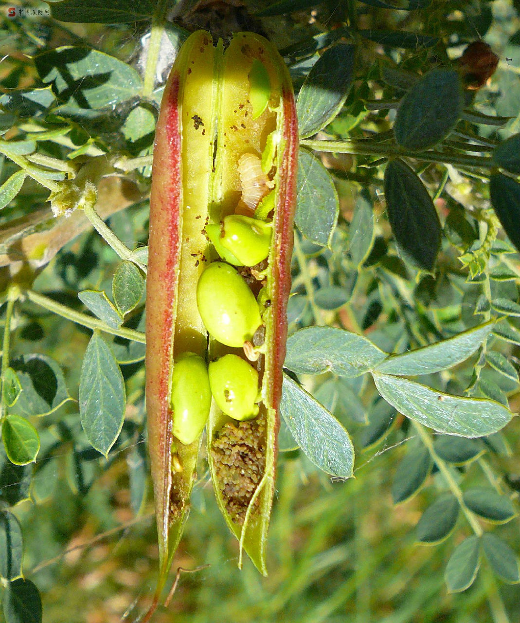 螟甲腹茧蜂动物