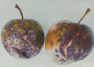 格孢腔菌目 (其他生物相关)