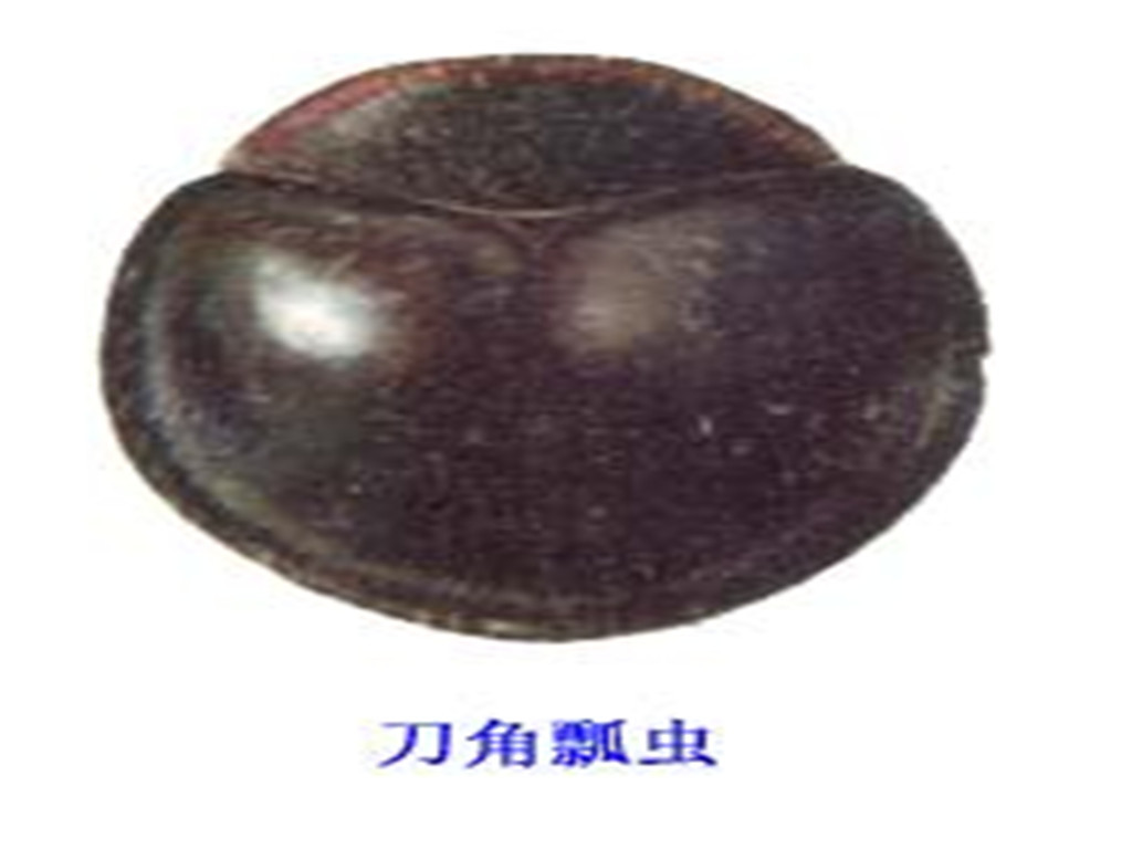 刀角瓢虫 (其他生物相关)