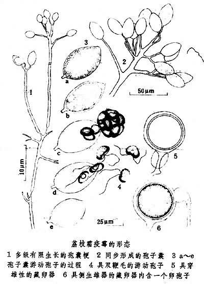 是真菌门(eumycota),鞭毛菌亚门(mastigomycotina),卵菌纲(oomycetes)
