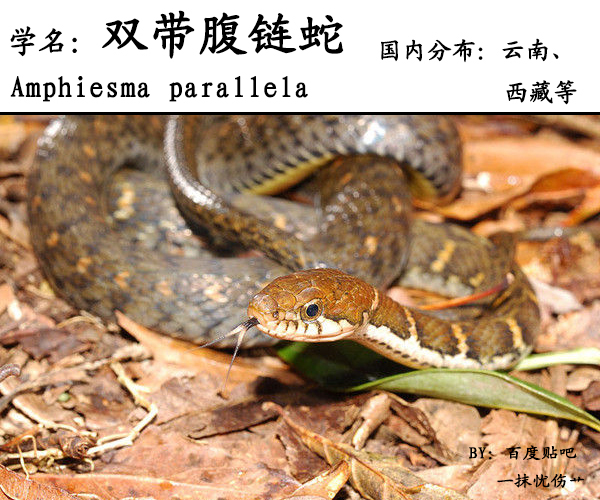 双带腹链蛇 (其他生物相关)