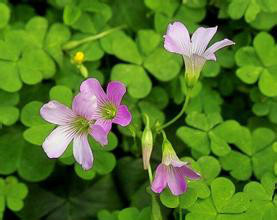 紫花酢酱草(植物)_技点百科_技点网(植物)