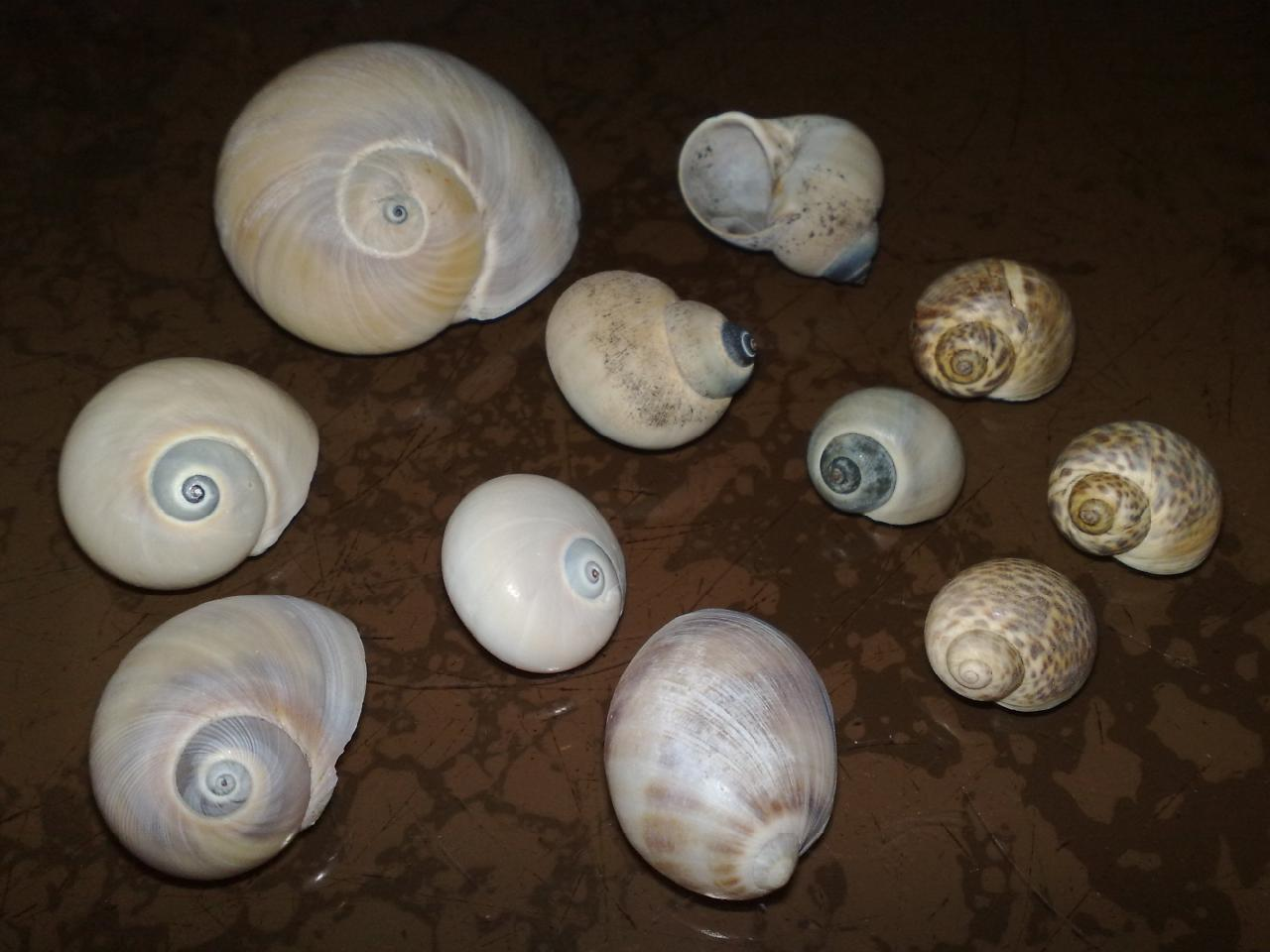 玉螺(动物)_技点科普_技点网(动物)