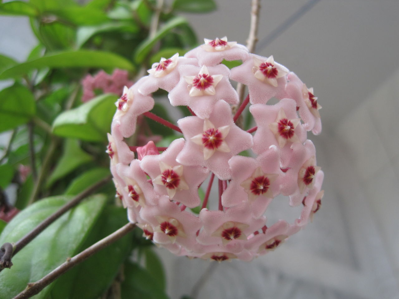 lovely flower: 「心葉毬蘭」扦插