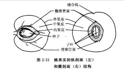 假果结构图片