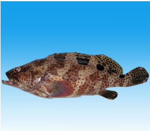 西沙群岛鱼的种类图片