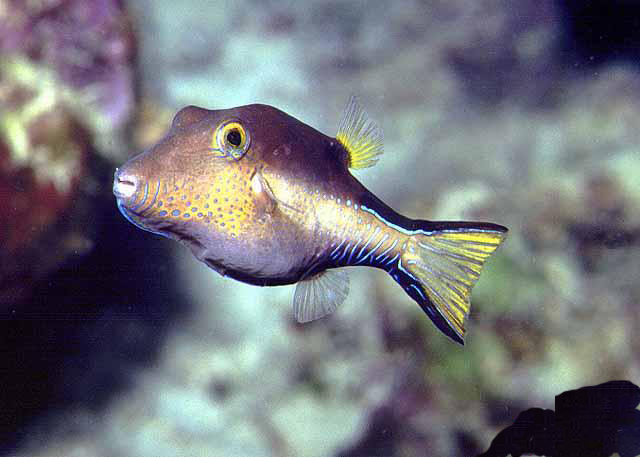 棘背角箱鲀(动物)