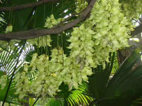 藤本植物 (植物)