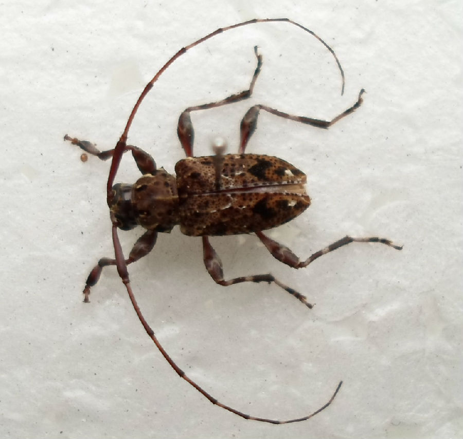 斑胸驼花天牛 (动物)