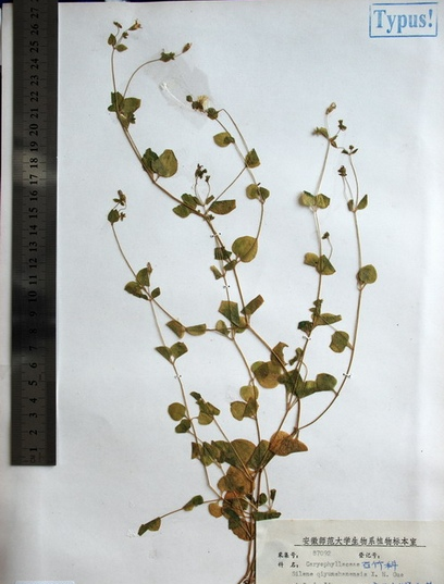 草(拉丁學名:sileneqiyunshanensis),為石竹科蠅子草屬下的草本植物