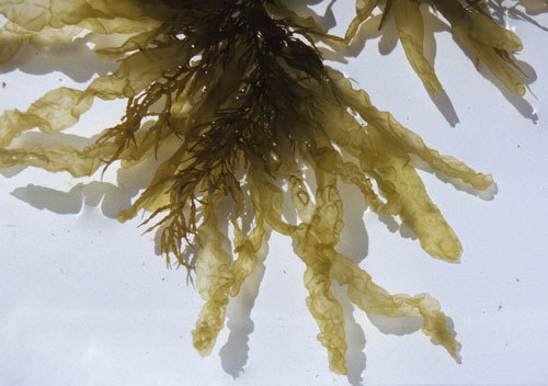 马尾藻藻类图片