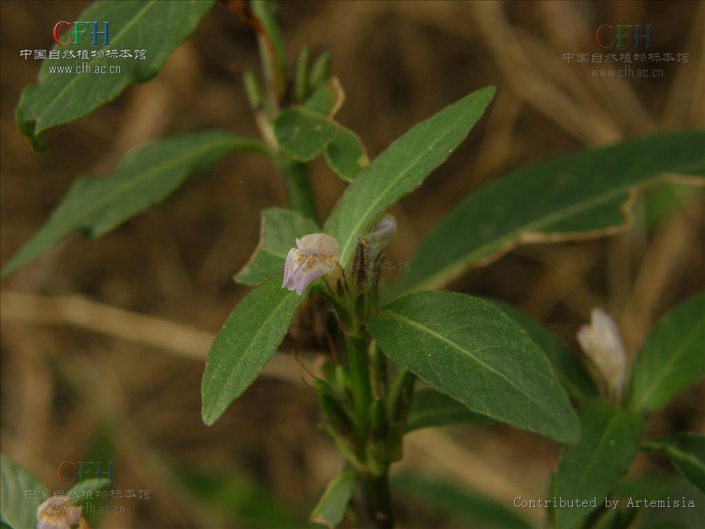 水蓑衣(植物)