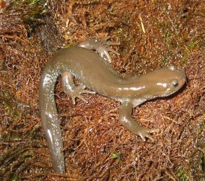 猫儿山小鲵 (动物)