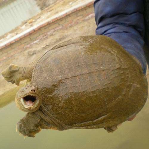 而以洞庭湖区的甲鱼品质最佳,《墨子》记述楚国"鱼鳖鼋鼍为天下富"