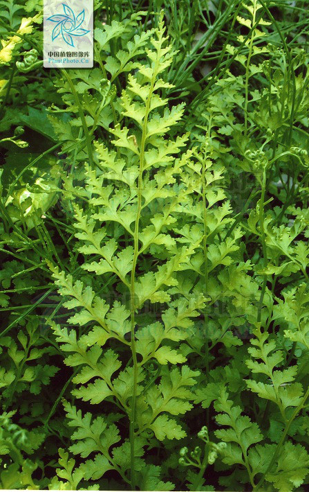 溪洞碗蕨 (植物)