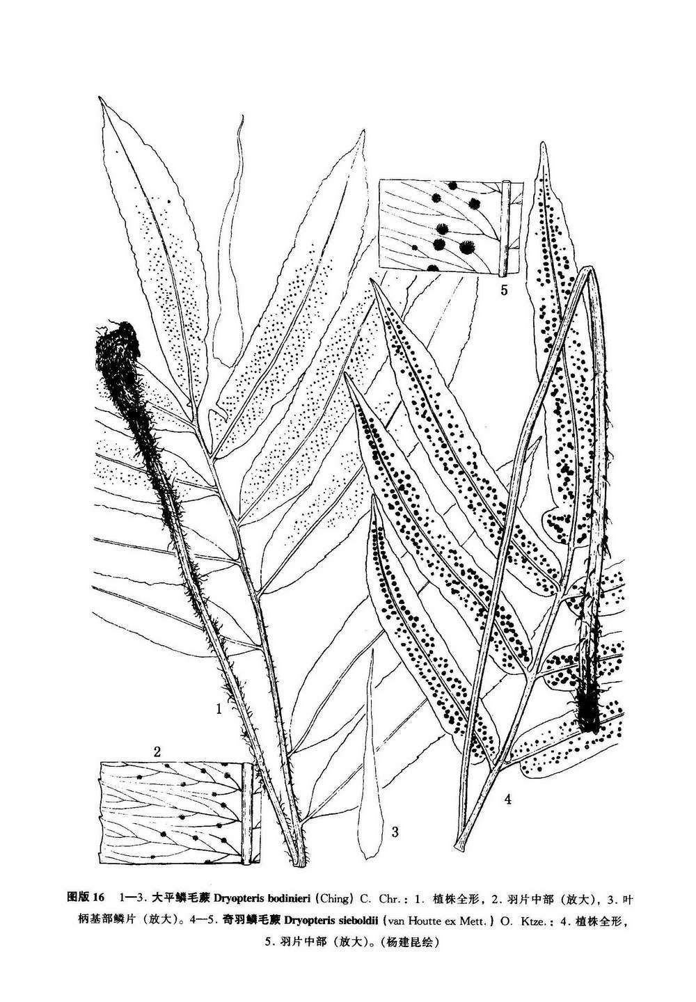 大平鳞毛蕨 (植物)