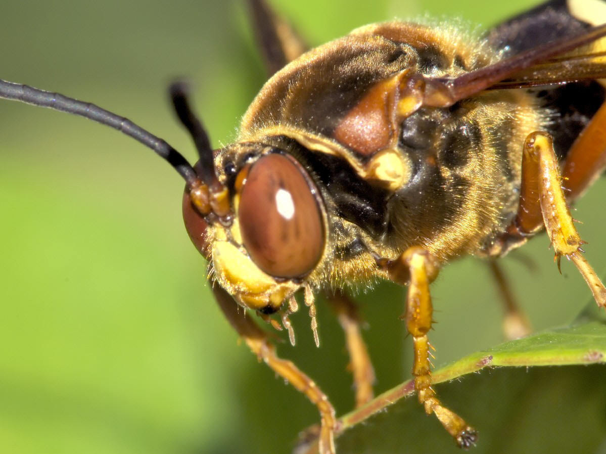 杀蝉泥蜂(动物)
