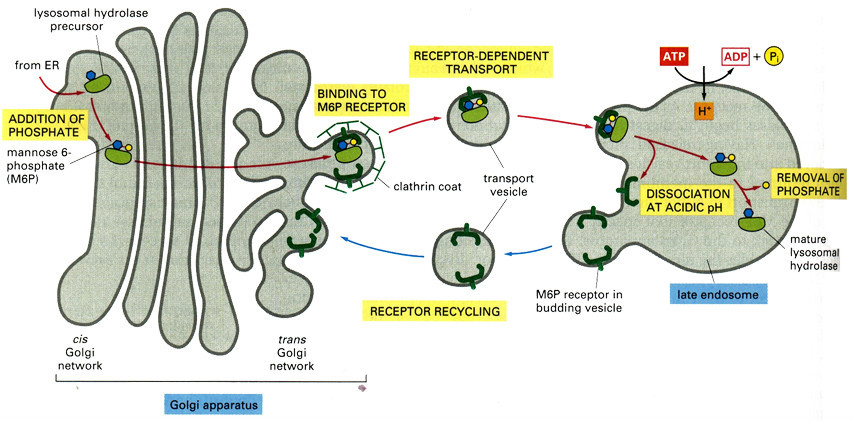 溶酶体贮积症 (疾病)