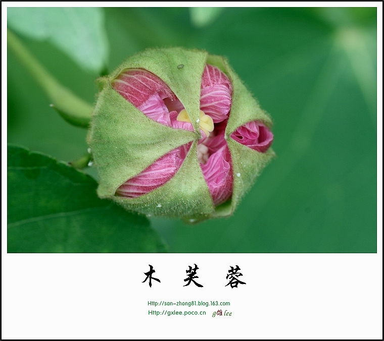 地芙蓉 (中医学与中药学)