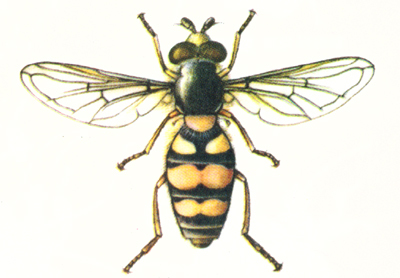 大灰食蚜蝇 (动物)