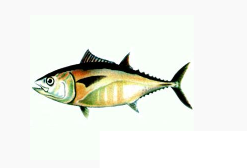 马苏金枪鱼动物