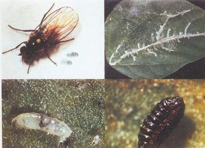 美洲斑潜蝇口器类型图片