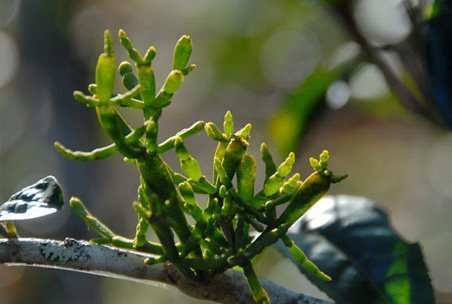 扁枝槲寄生(其他生物相关)_技点事件_技点网(其他生物相关)