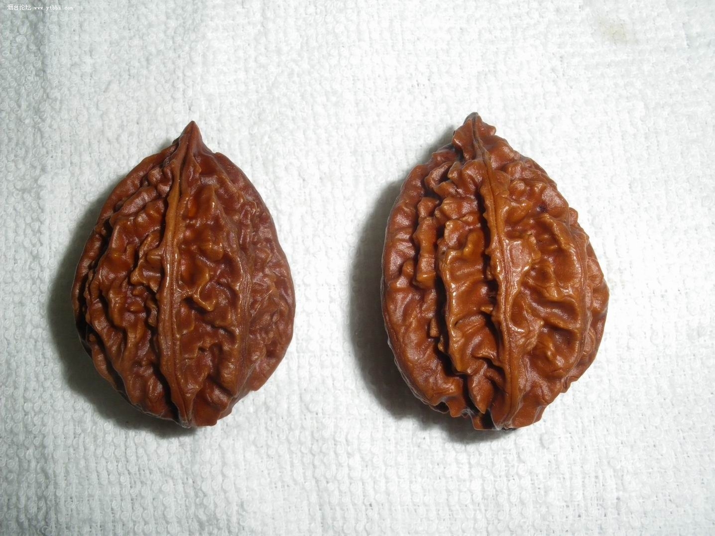 楸子植物
