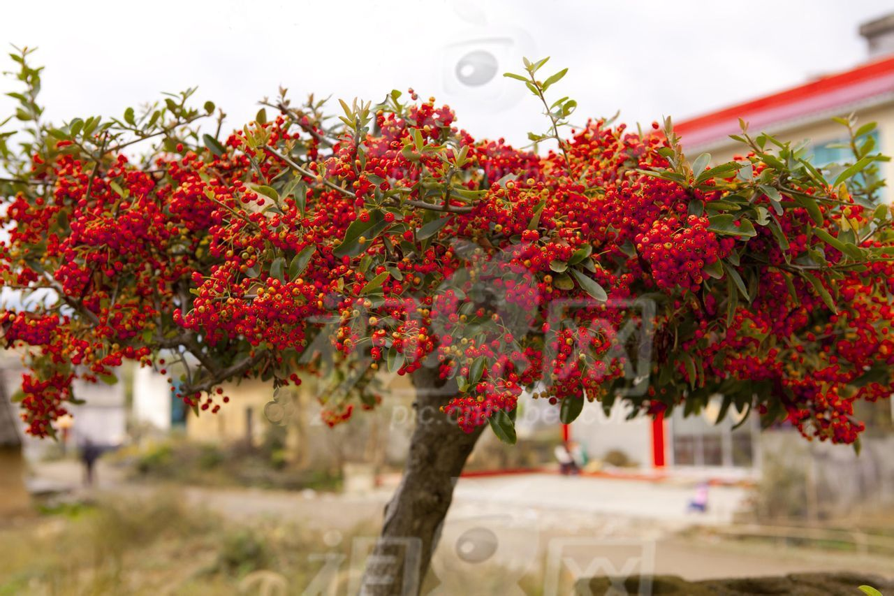 与火棘相似植物图片图片