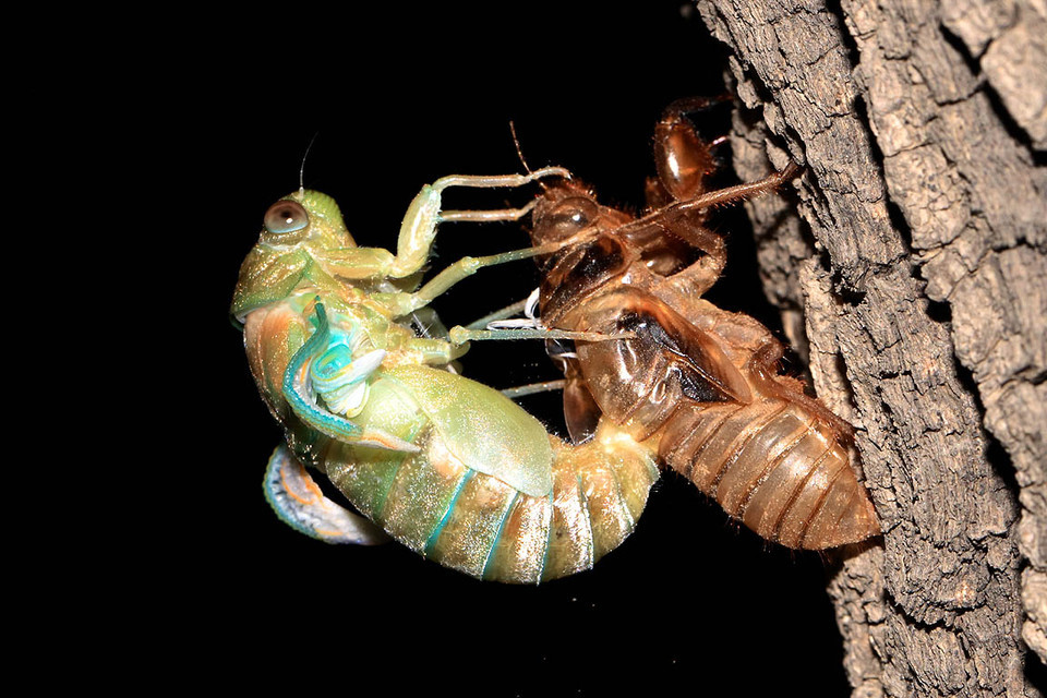 金蝉脱壳其他文化相关