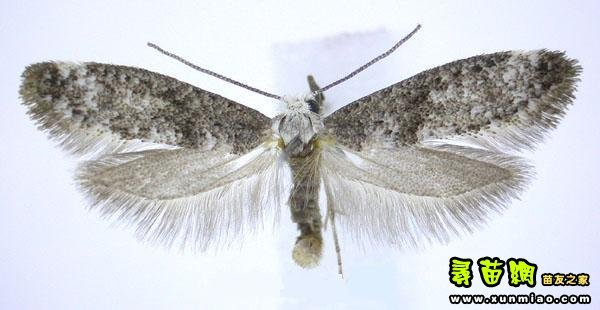 油松巢蛾(动物)昆虫名,为鳞翅目,巢蛾科.