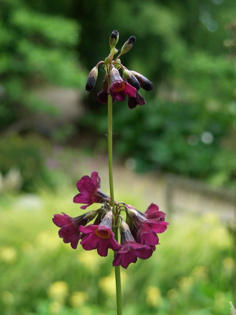 香海仙报春植物