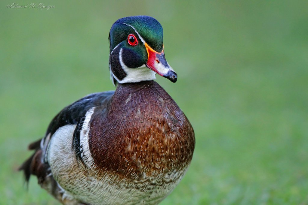 半晚成鸟 (动物)