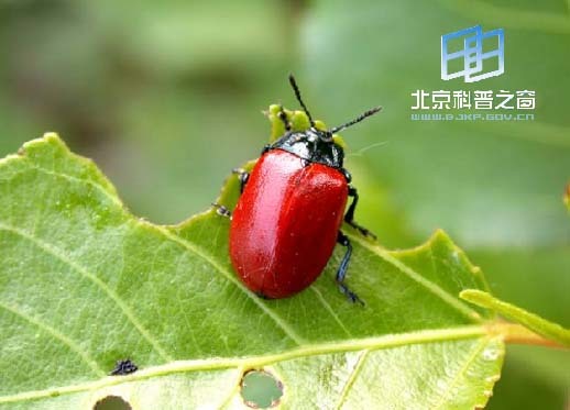 杨叶甲 (其他人物相关)