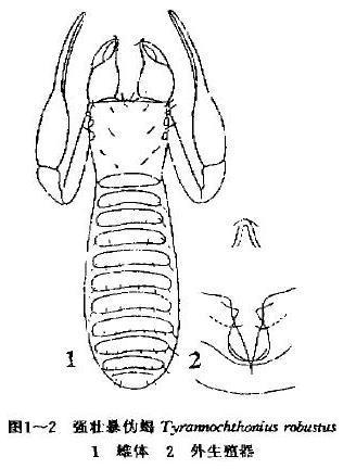 偽蠍目pseudoscorpiones異跗亞目heterosphyronida土偽蠍科chthoniid