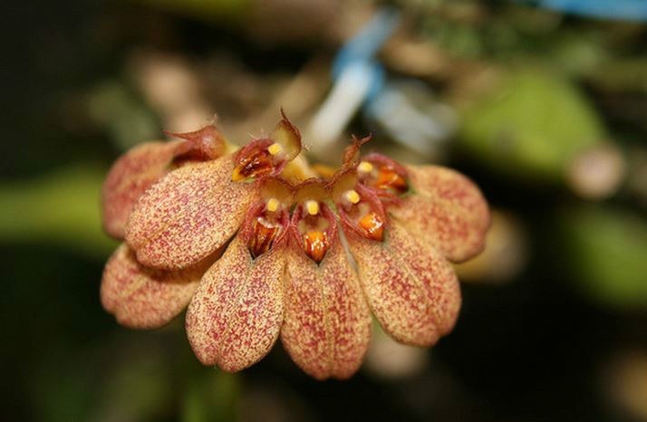 梳帽卷瓣兰 (植物)