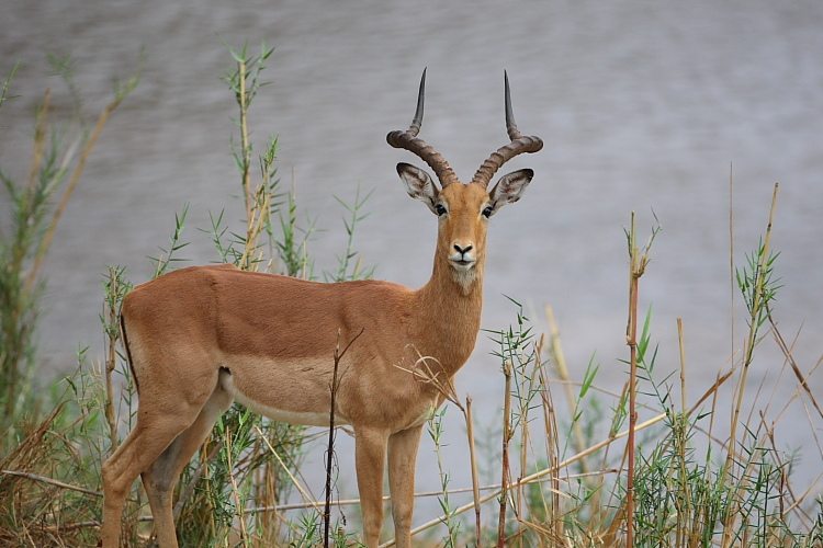麋羚(动物)麋羚,偶蹄目(artiodactyla)牛科(bovidae)