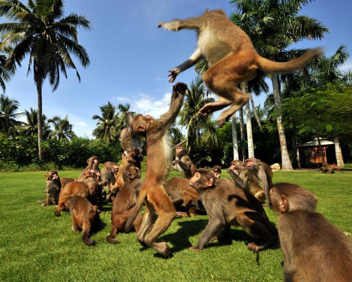 南湾猴岛(景点)