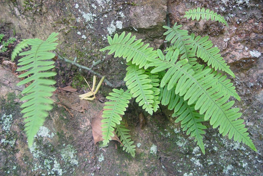 龙骨藤药用图片