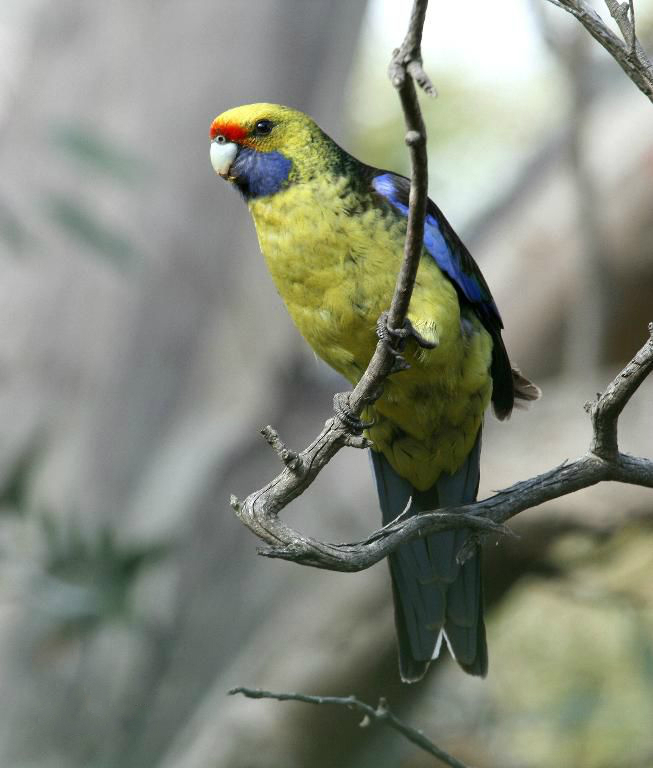 绿色玫瑰鹦鹉(动物)