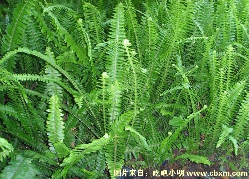 七星剑(中医学与中药学)