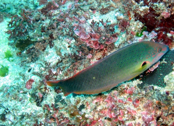 黑腕海豬魚(動物)